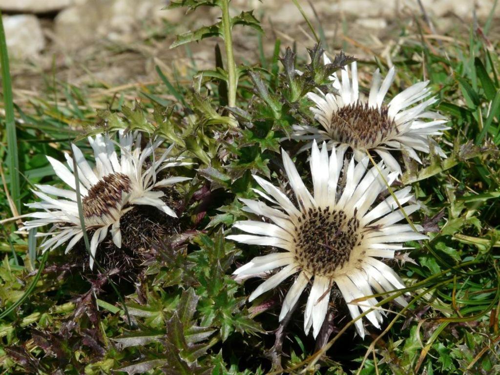 Carlina Bianca Villa Vidiciatico Luaran gambar